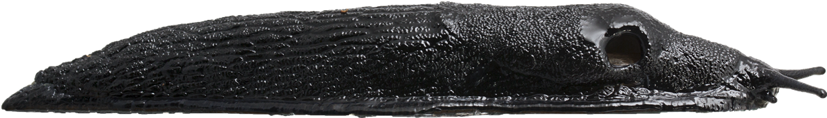 Arion aterSVART SKOGSSNIGEL17,2 × 120,5 mm
